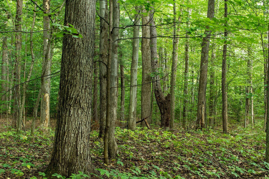 The Soul of the Material: Why We Choose Reclaimed and Natural Woods
